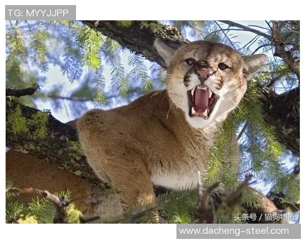 阿特拉斯与美洲狮的精彩对决结果揭晓，谁将胜出成焦点